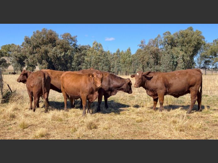 Commercial Animals