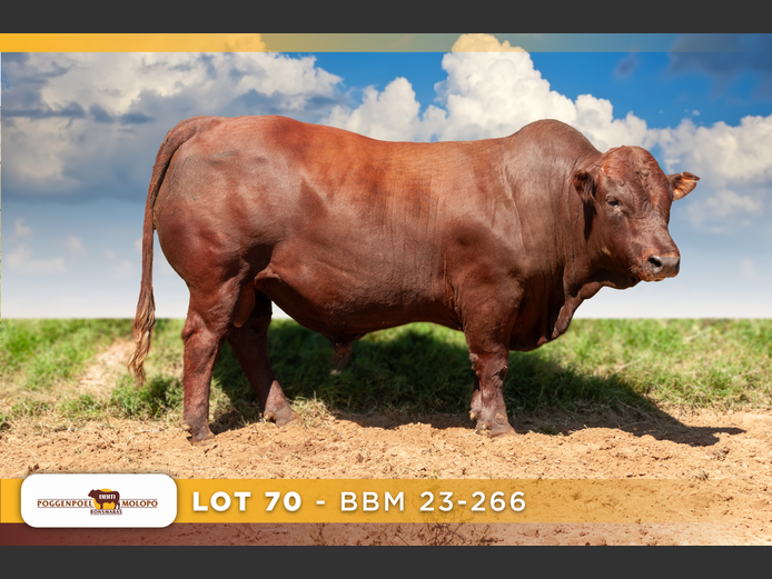 BBM 230266