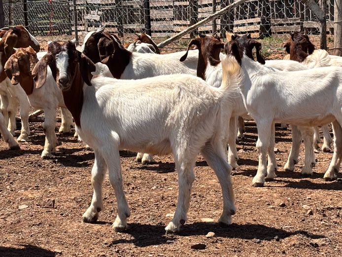 Boergoat Maiden Ewe Kids