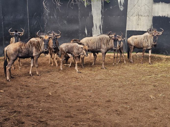 BLUE WILDEBEEST | BIG HORN