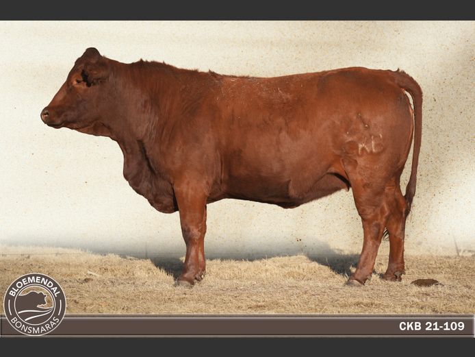 CKB210109 | CHRIS KRUGELL BLOEMENDAL