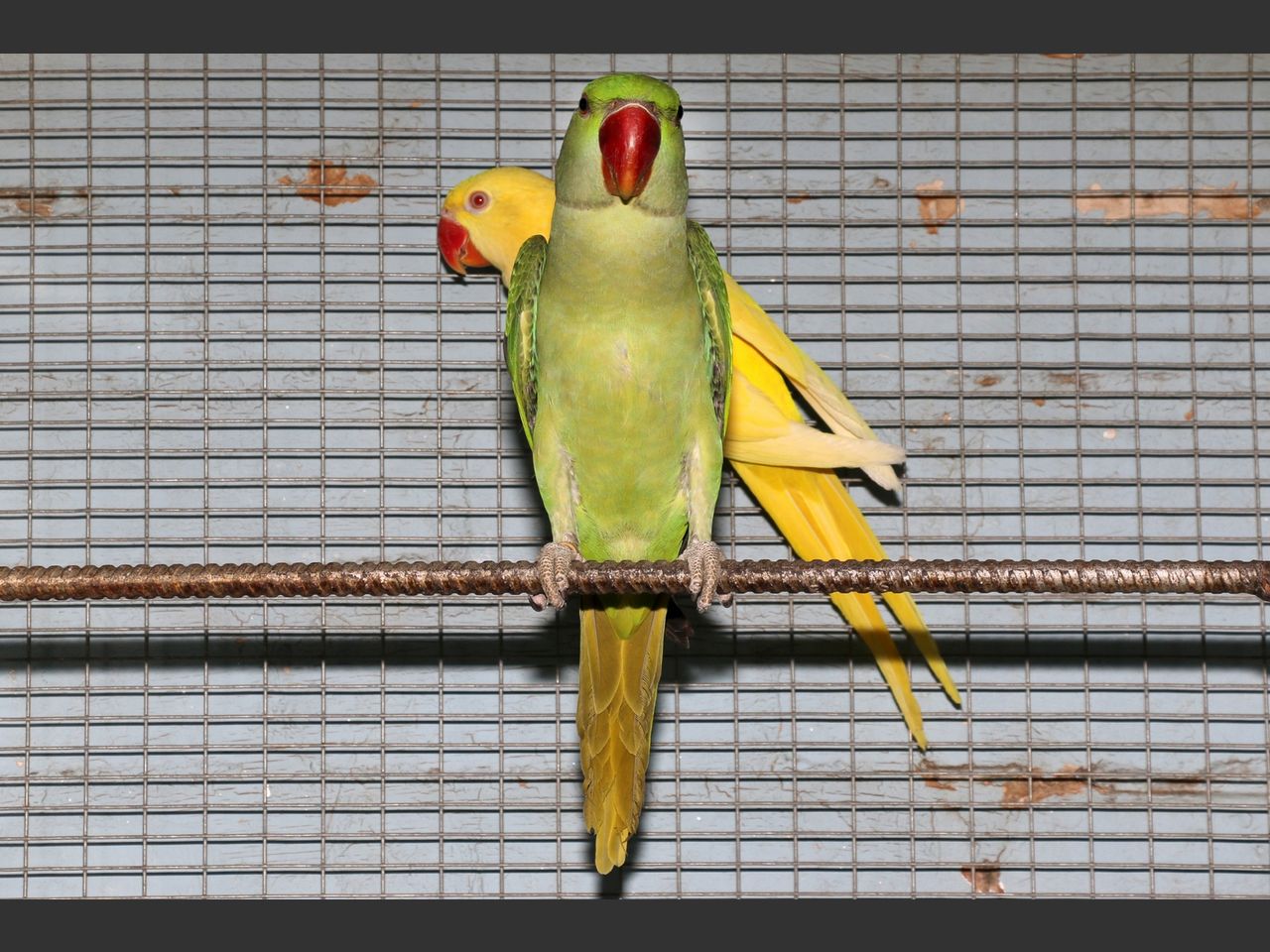 images