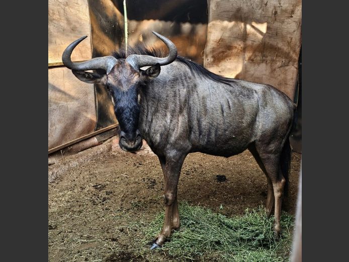 BLUE WILDEBEEST | KOLOBE WILDLIFE