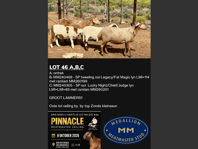 MM230468 | MEDALLION MEATMASTER STOET