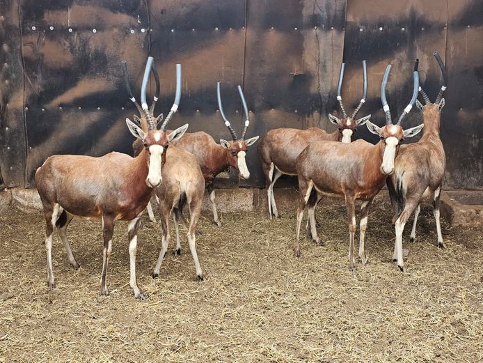 BLESBOK | PRINS GAME