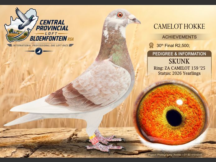 CAMELOT 159 2025 | CAMELOT HOKKE