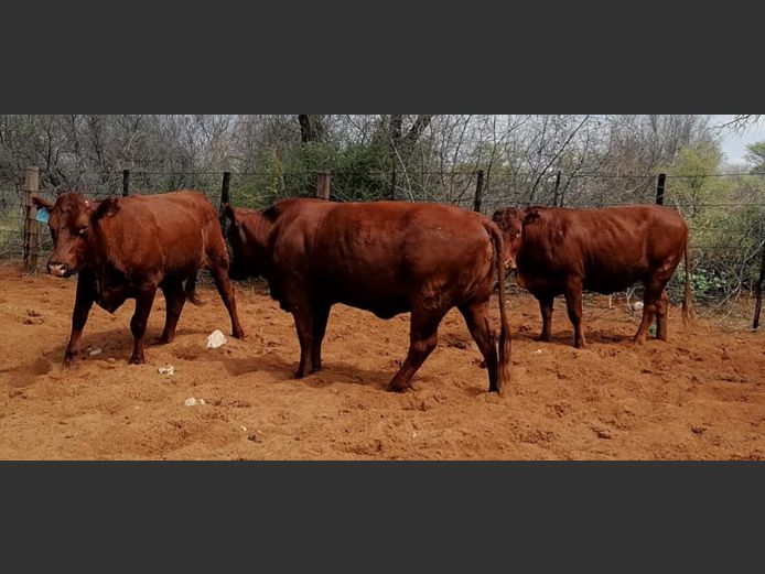 Commercial Animals | DENBOT BONSMARAS