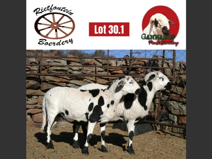 RFB24-462 | Rietfontein Boerdery