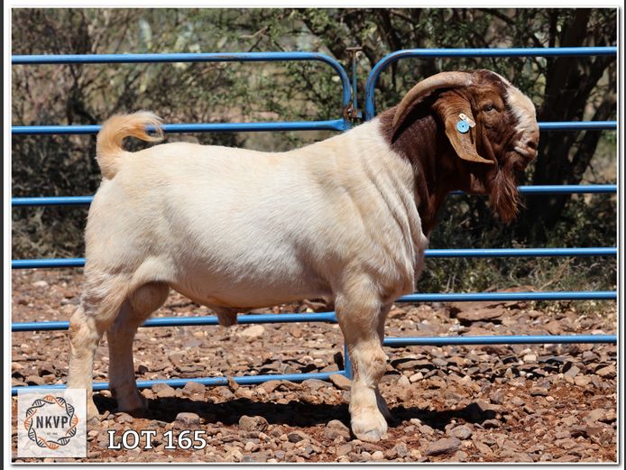 617 24 0233 | LOUIS VAN RENSBURG, H/A LEEUPUT TRUST