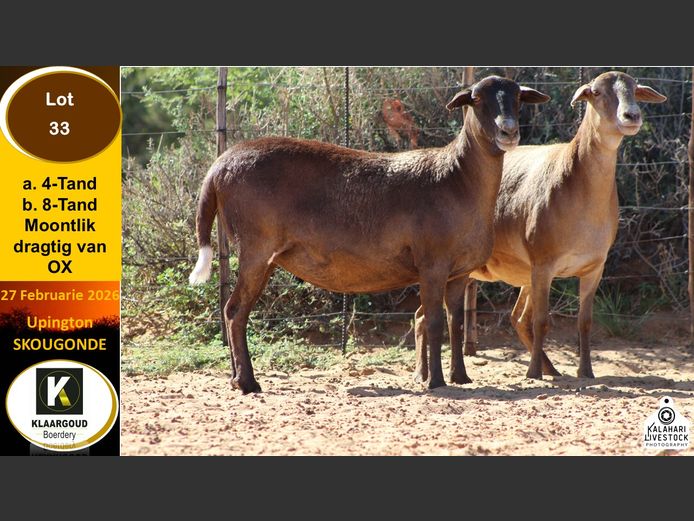 CP 33A | Chris Potgieter & Christia Scholtz - Klaargoud Boerdery