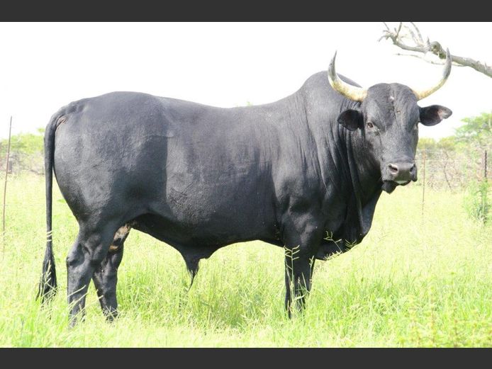 NRF 210224 | NORTHFIELD