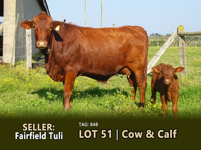 Commercial Animals | FAIRFIELD TULI