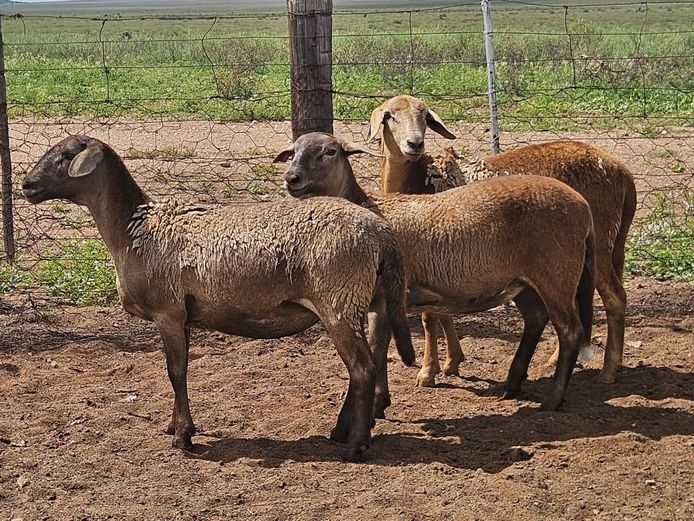 Ooie | GF Van Rooyen