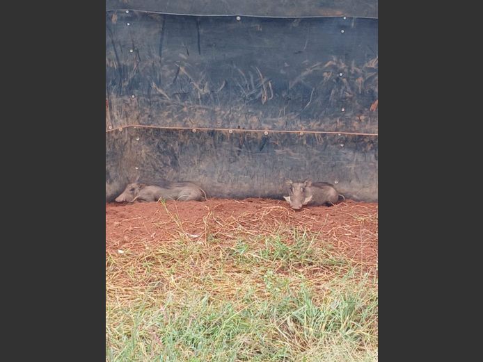 WARTHOG | BUFFELSPOORT