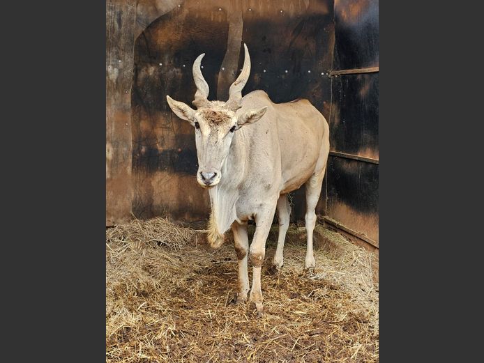 ELAND | M & E TRADERS