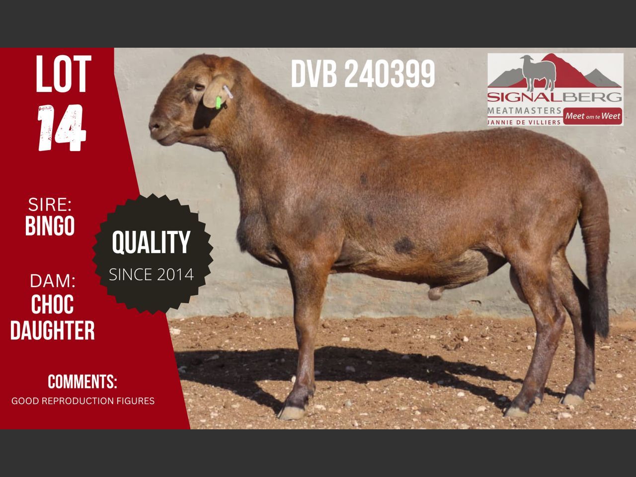 Lot 14 | SIGNALBERG MEATMASTERS 12TH MEATMASTER RAM AUCTION | SwiftVEE ...