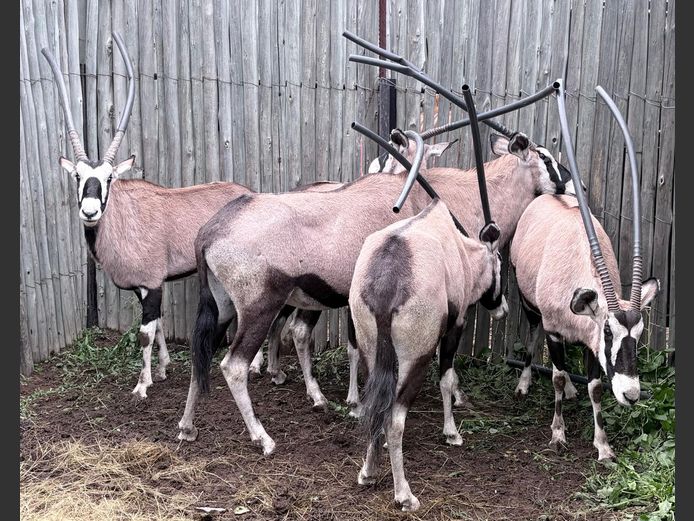 Gemsbokke