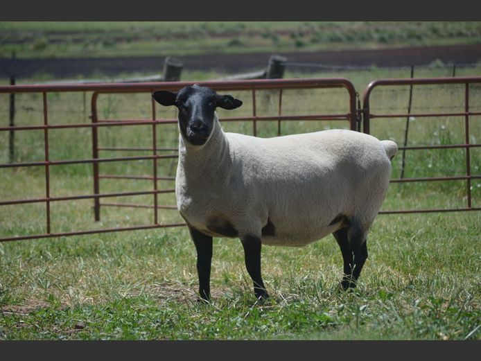 301 220054 | TWEESEUNS