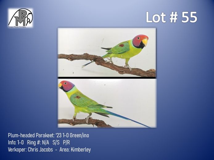 1-0 '23 Plum-headed Parakeet: Green/ino - Chris Jacobs