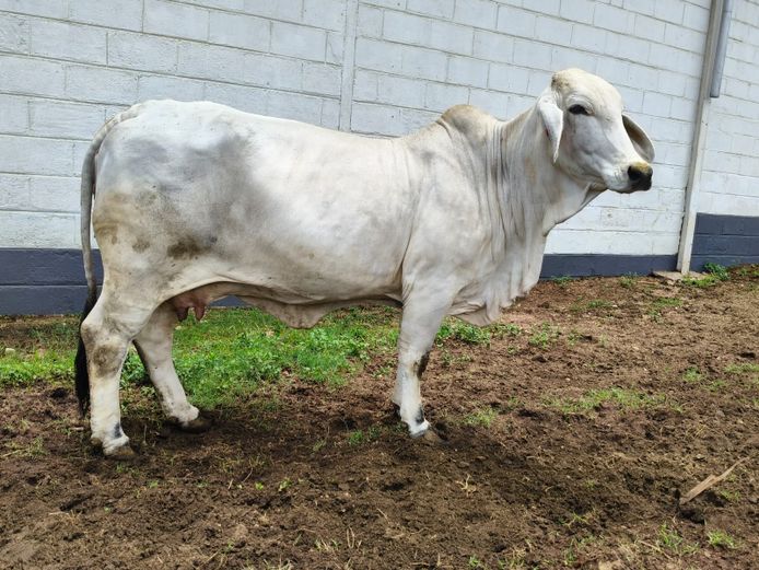 R10T1893 | R10 BRAHMANS