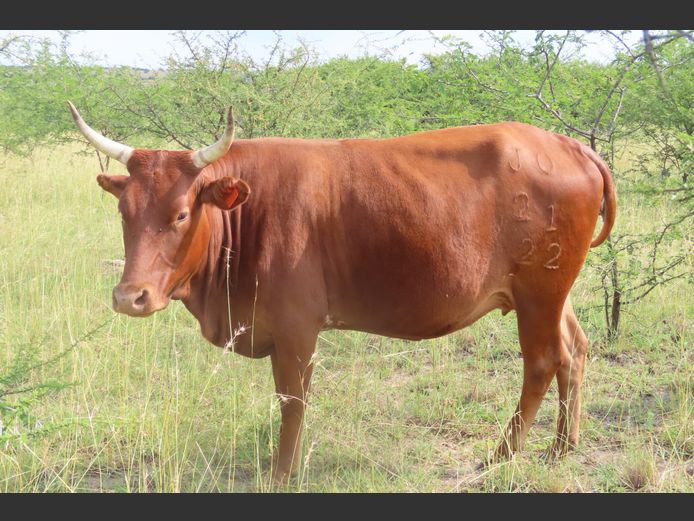 Commercial Animals | MATLA (O.T. Jannasch)