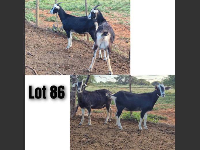 142 | 144 | DPJ JANSEN VAN VUUREN