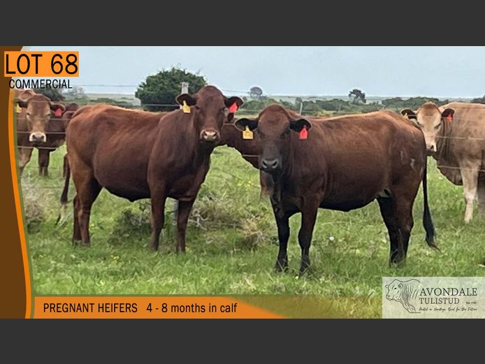 Commercial Animals | AVONDALE TULI