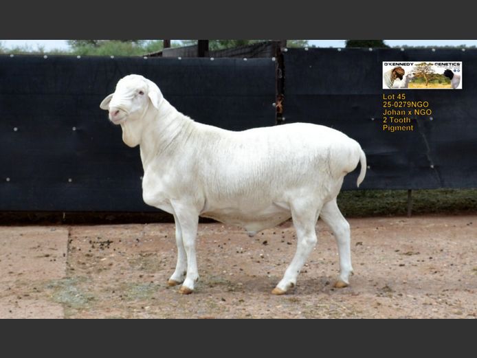 25-0279 NGO | O'KENNEDY GENETICS