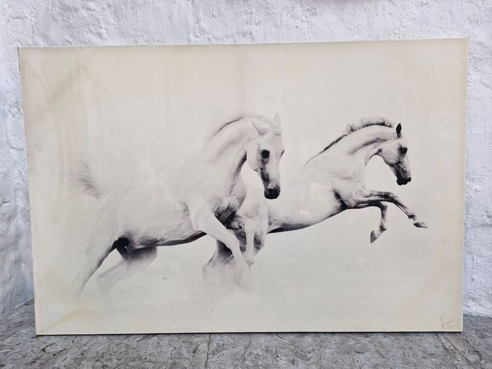 Large Monochrome Photographic Print of Rearing White Stallions