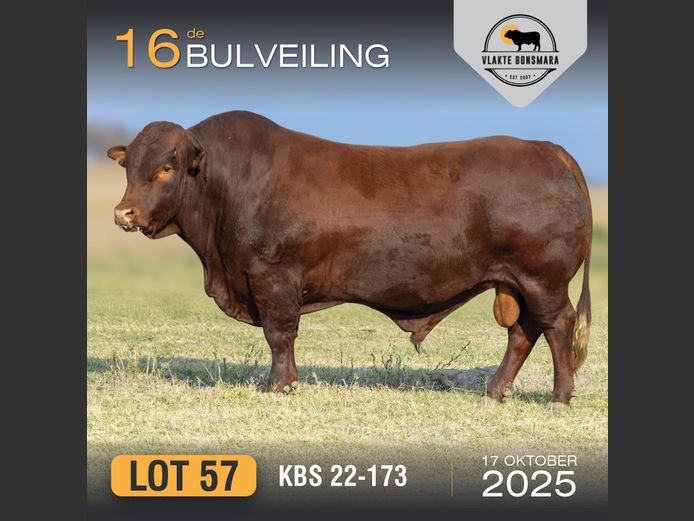 KBS 220173 | KAMEELDORING BONSMARA