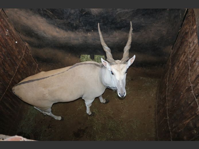 ELAND 38"