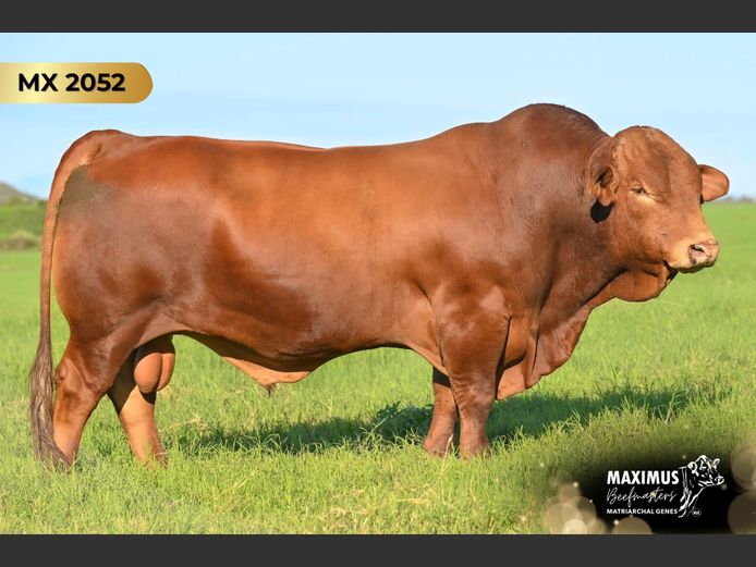MX  222052