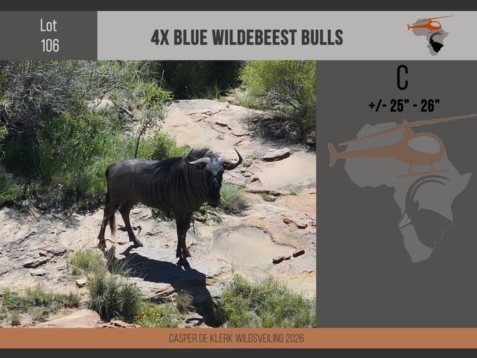 Blue Wildebeest (+- 25" - 26")