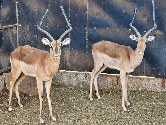 IMPALA | GHOST TRADING