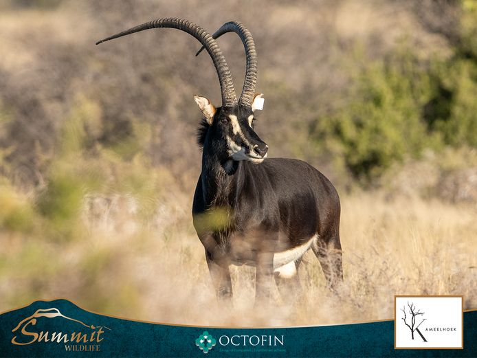48" SABLE BULL "ATLAS"