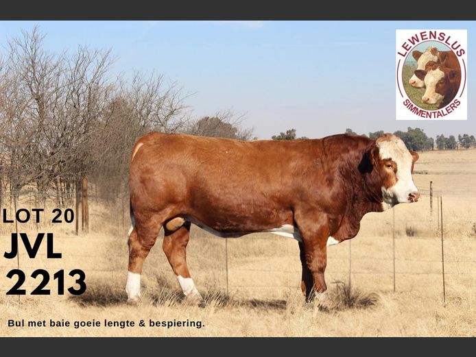 JVL2213 | JSH VAN DER LINGEN