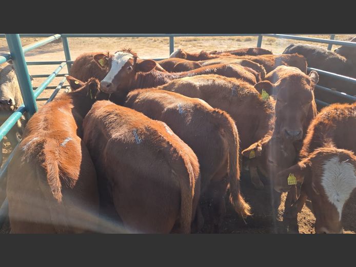 AGRA GOBABIS WEANER AUCTION