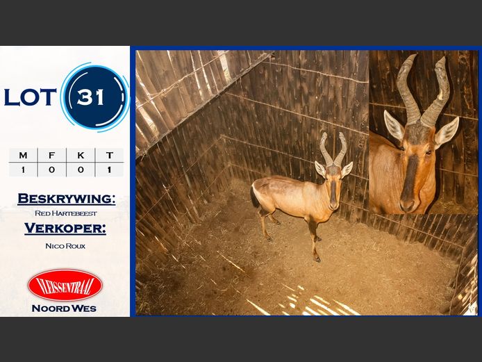 Red Hartebeest
