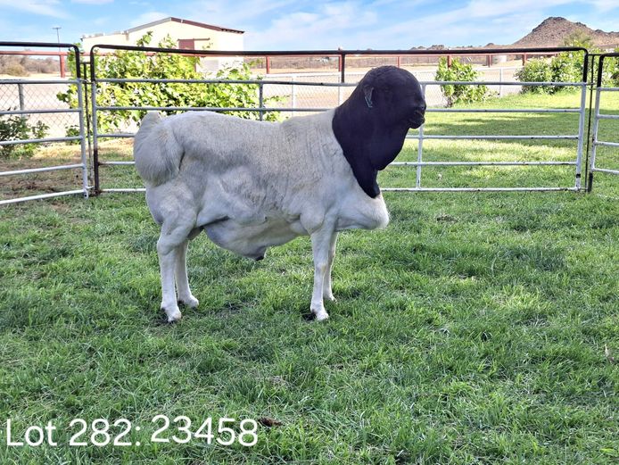 23-458 | Wiese Besigheidstrust