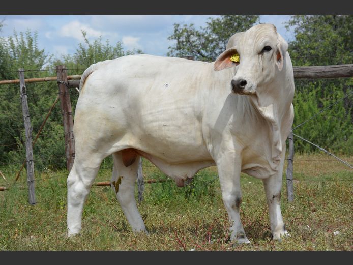 22-0263FK | WANETTA BRAHMANE