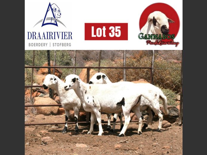 NS23-524 | Draairivier Boerdery