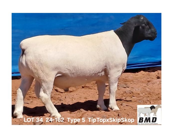 24-162 | BROER MARITZ DORPERS