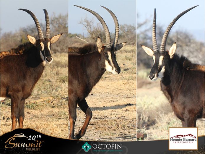 Young Sable Bulls Sired by 50"+ Bull
