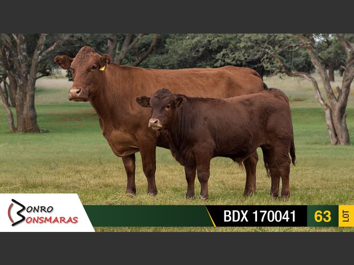 BDX 170041 | BONRO BONSMARAS