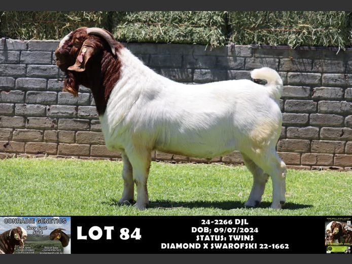 24-2266 DJL | DIRK LOUW