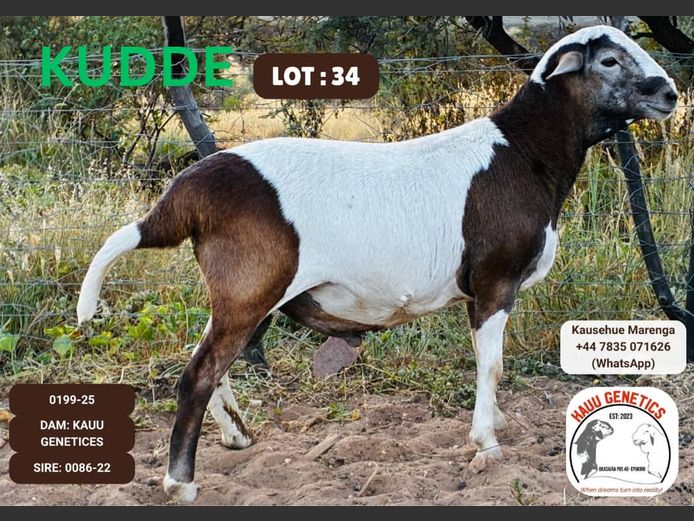 25-0199 | KAUU GENETICS