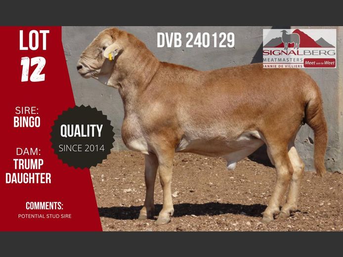 DVB 240129 | SIGNALBERG MEATMASTERS