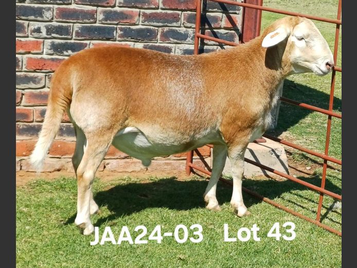 JAA 24-03 | Aucamp Meatmaster