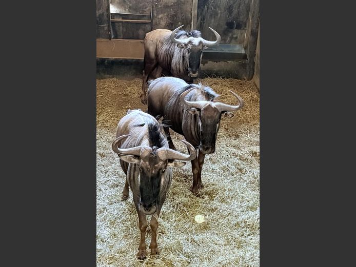 Blouwildebees Jagbulle