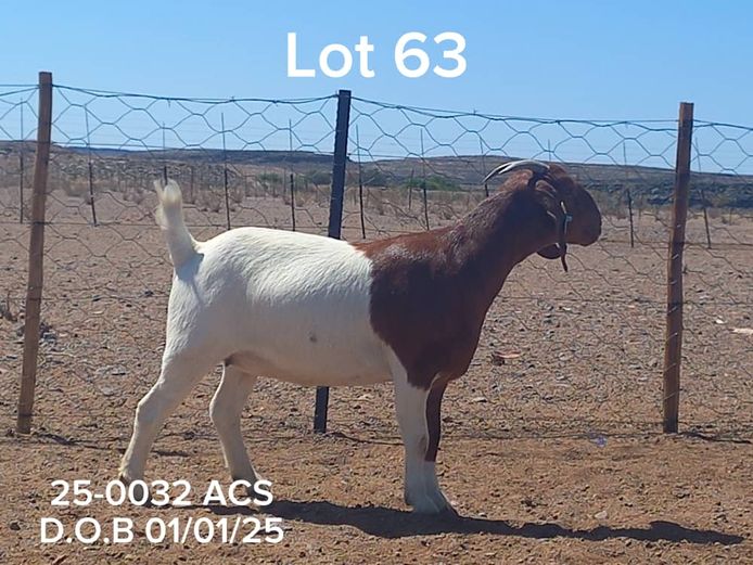 25-0032 ACS | ACS BOER GOATS